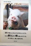Pigs of Yunnan. Mari Ito.