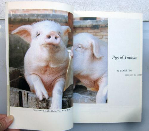 Pigs of Yunnan. Mari Ito.