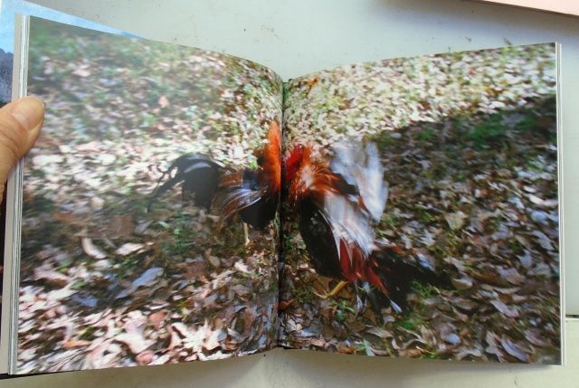 The Louisiana Cockfighter's Manual. Stacy Kranitz.