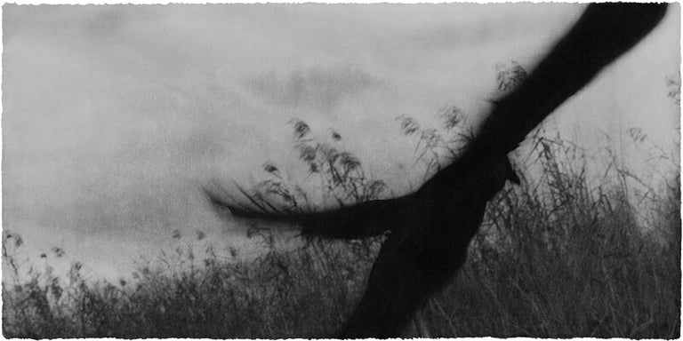Everglades. Jungjin Lee.
