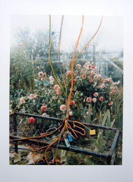 Hackney Flowers. Stephen Gill.