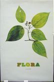 Flora. Nick Knight.