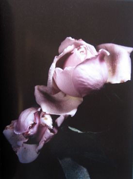 Roses: Visionaire 40. David Sims.