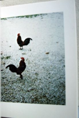 Cock Fight Dance | Sol LeWitt