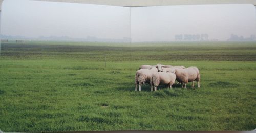 Schapen Tellen (Counting Sheep). Hans van der Meer.